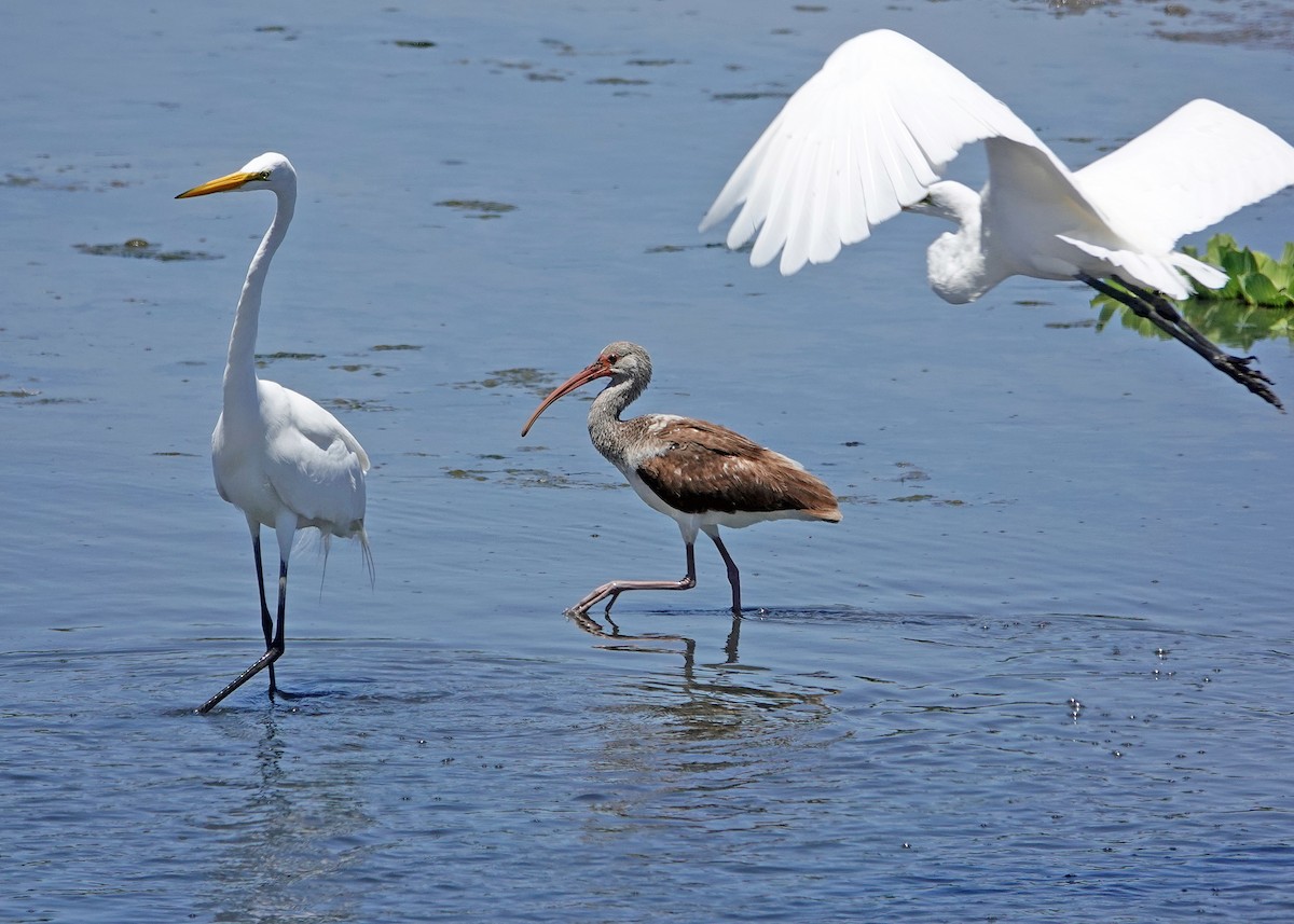 White Ibis - ML639569179