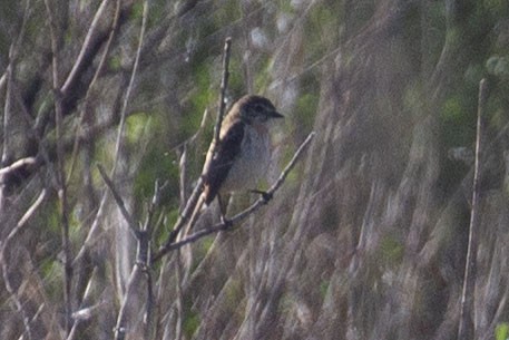 Amur Stonechat - ML639569235