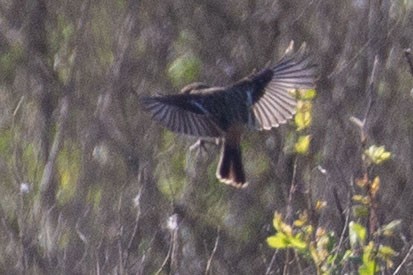 Amur Stonechat - ML639569245