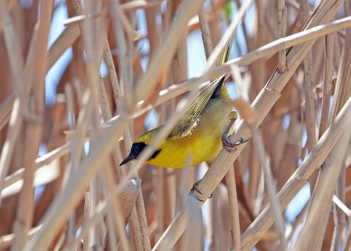 Belding's Yellowthroat - ML639569246