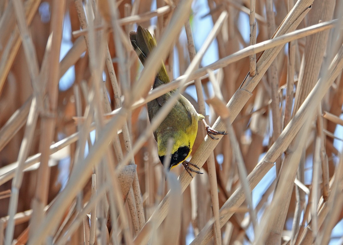 Belding's Yellowthroat - ML639569247