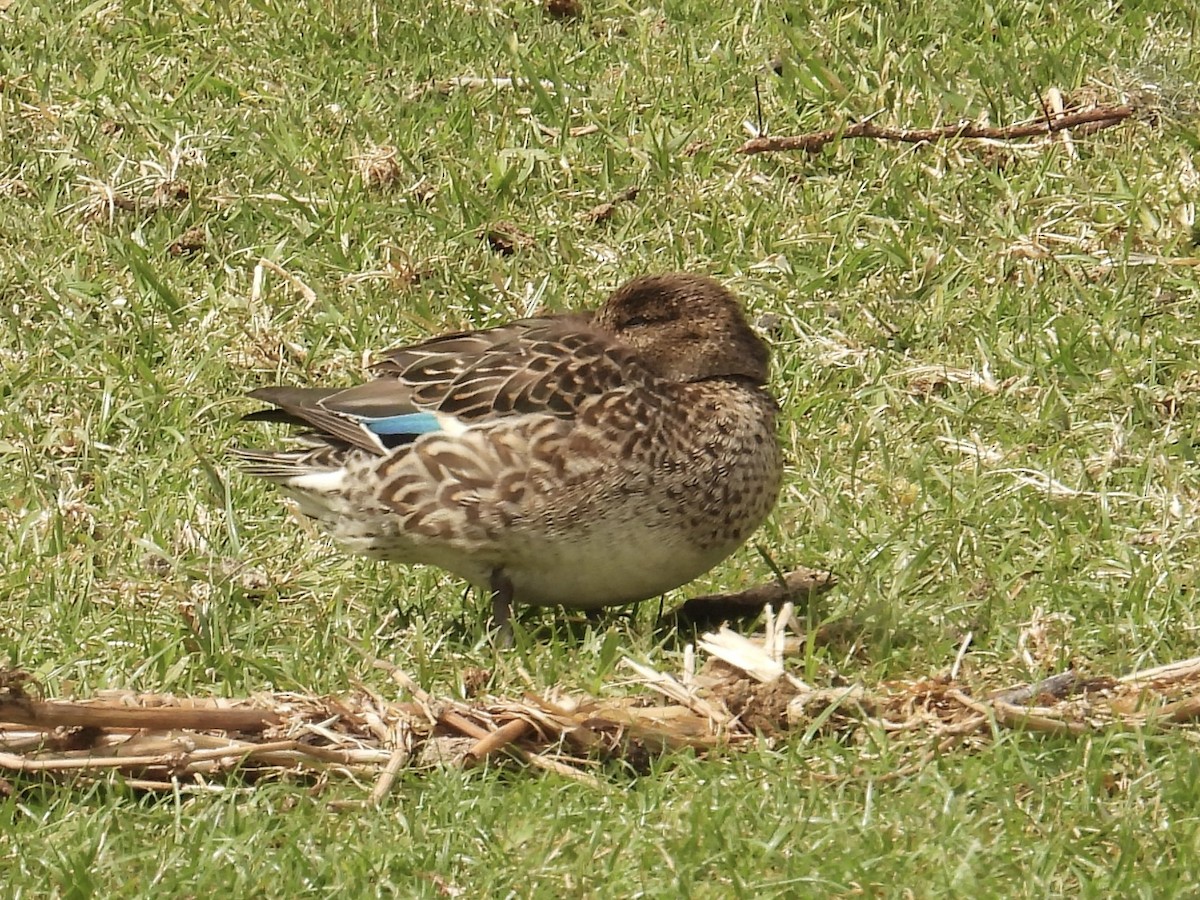Green-winged Teal - ML639569280