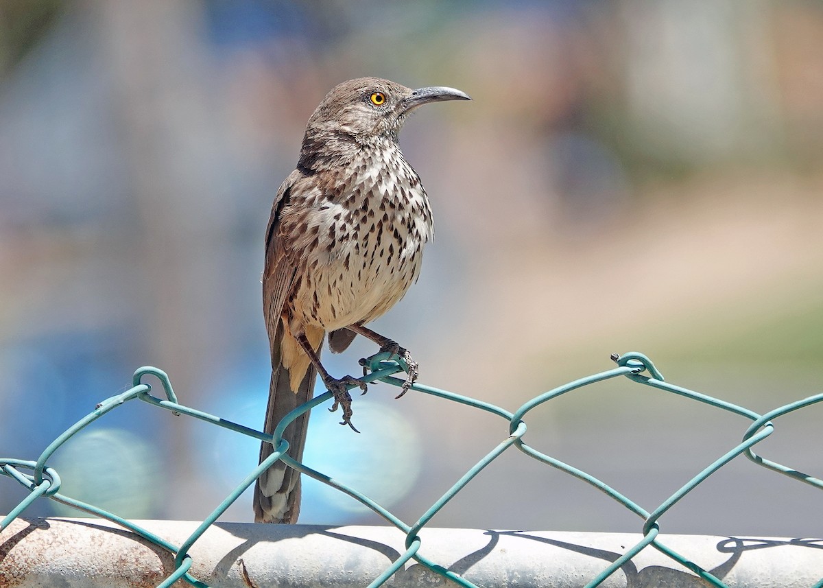 Gray Thrasher - ML639569305