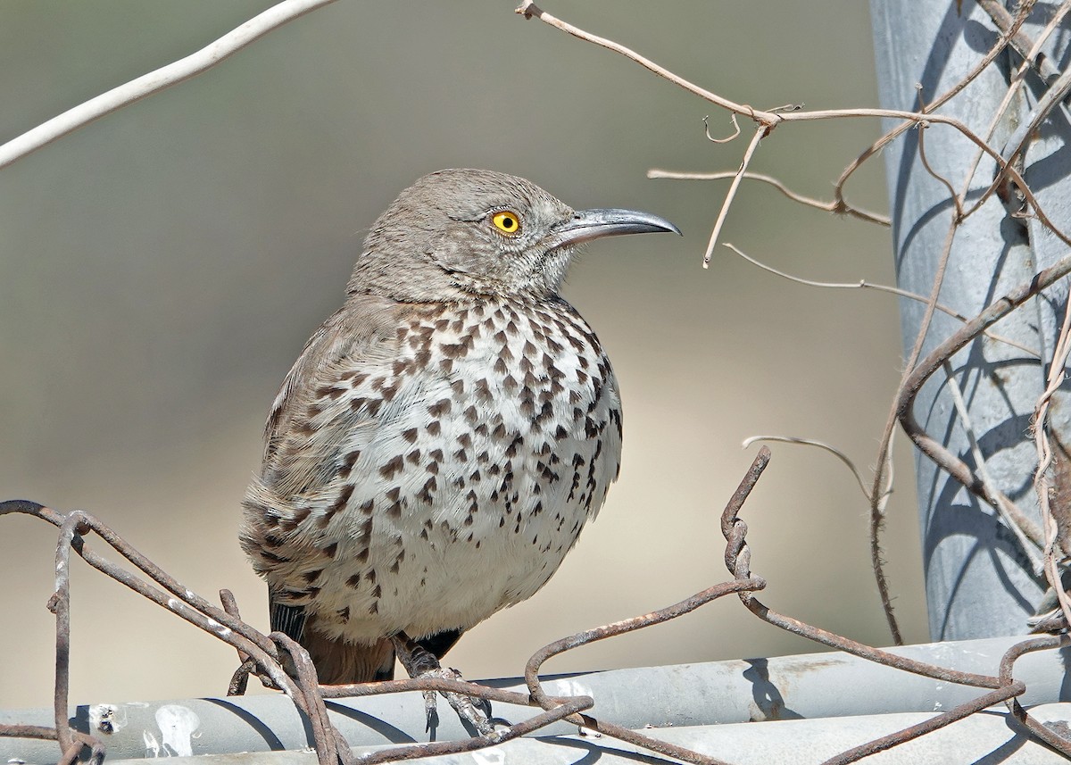 Gray Thrasher - ML639569369