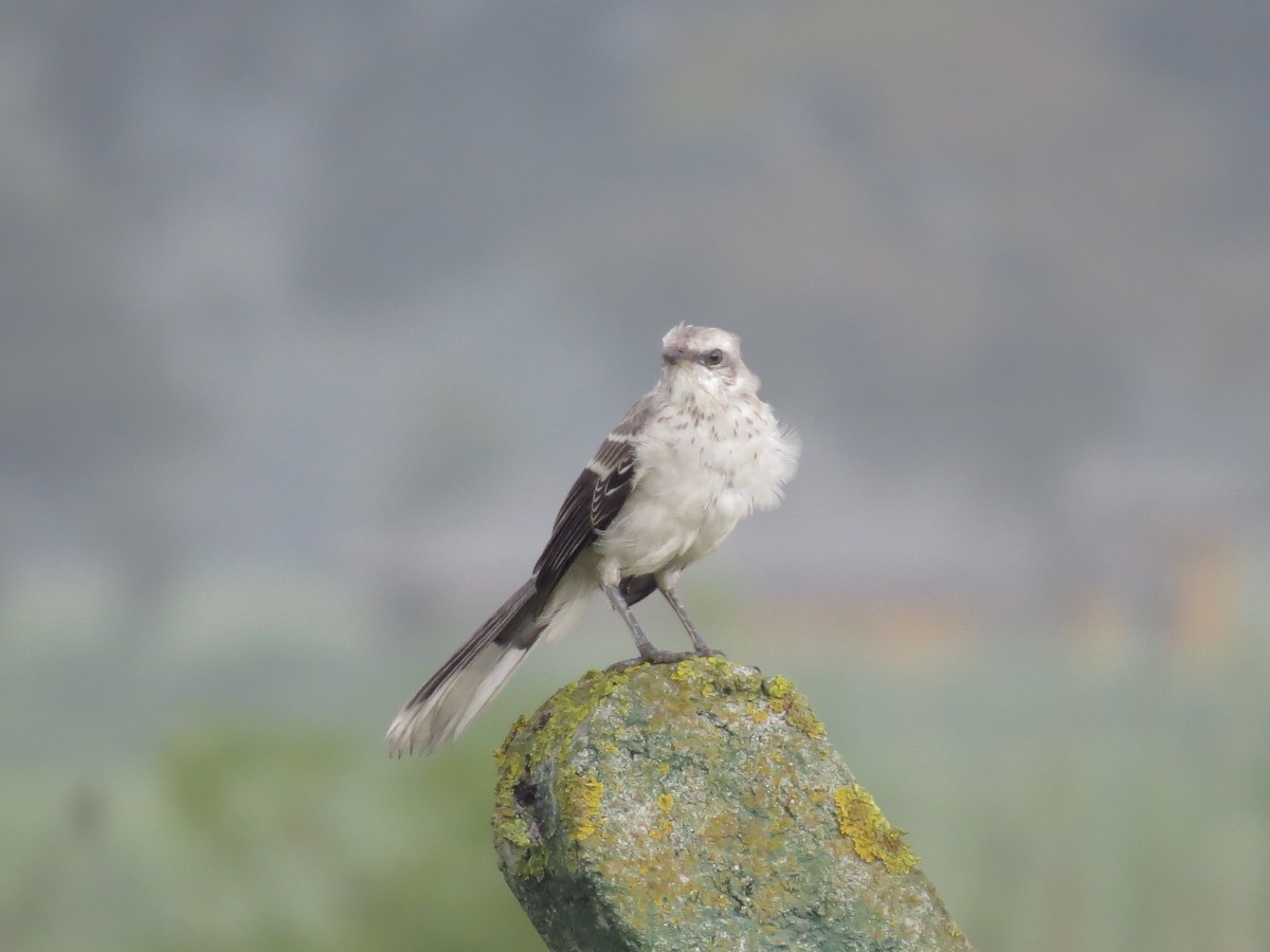 Tropical Mockingbird - ML639569552