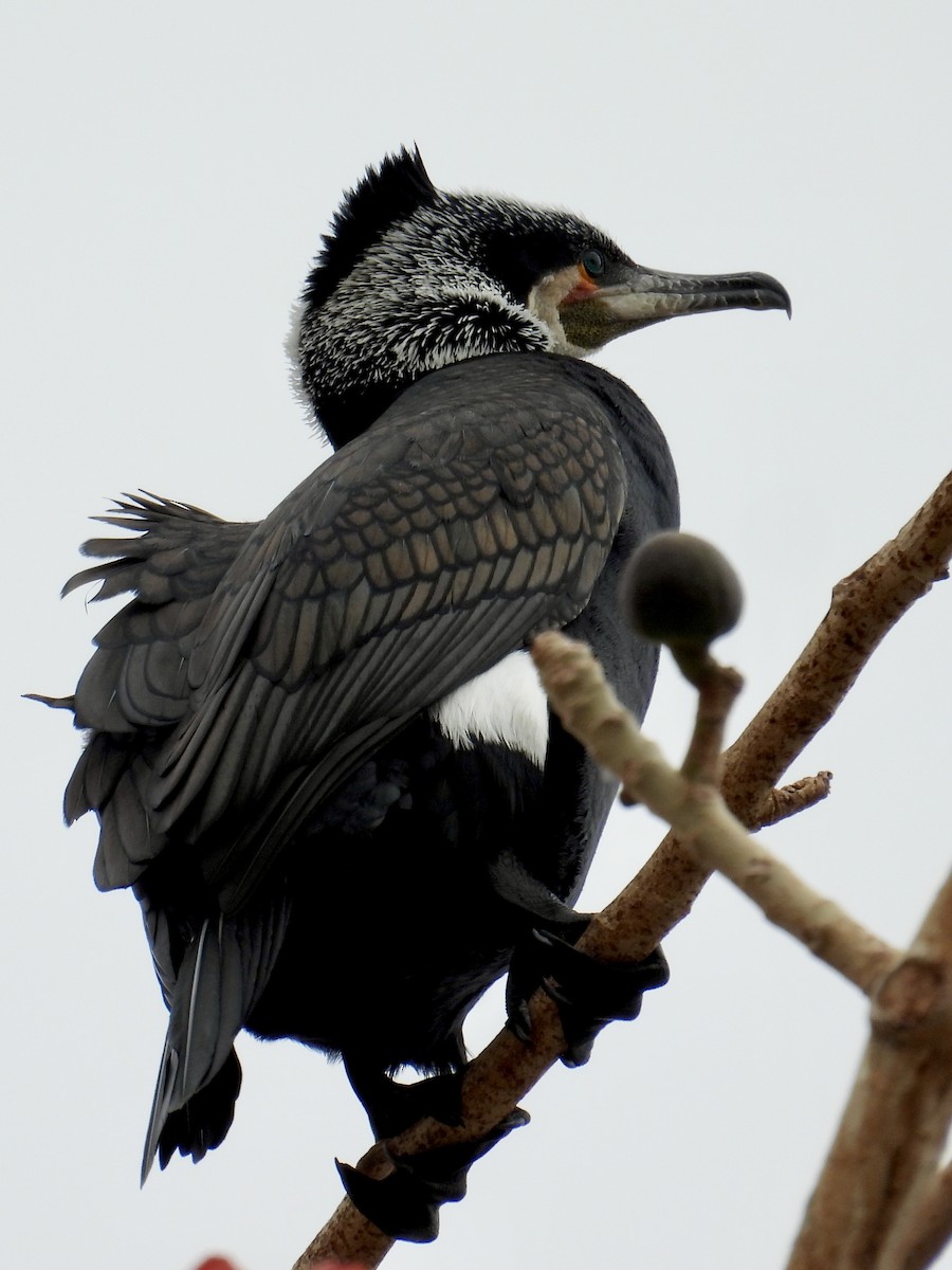Great Cormorant - ML639569640