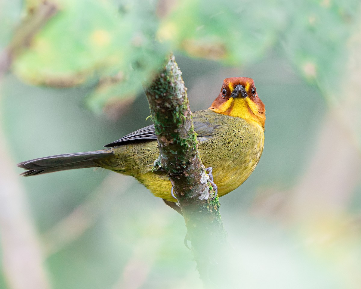 Fulvous-headed Brushfinch - ML639569652