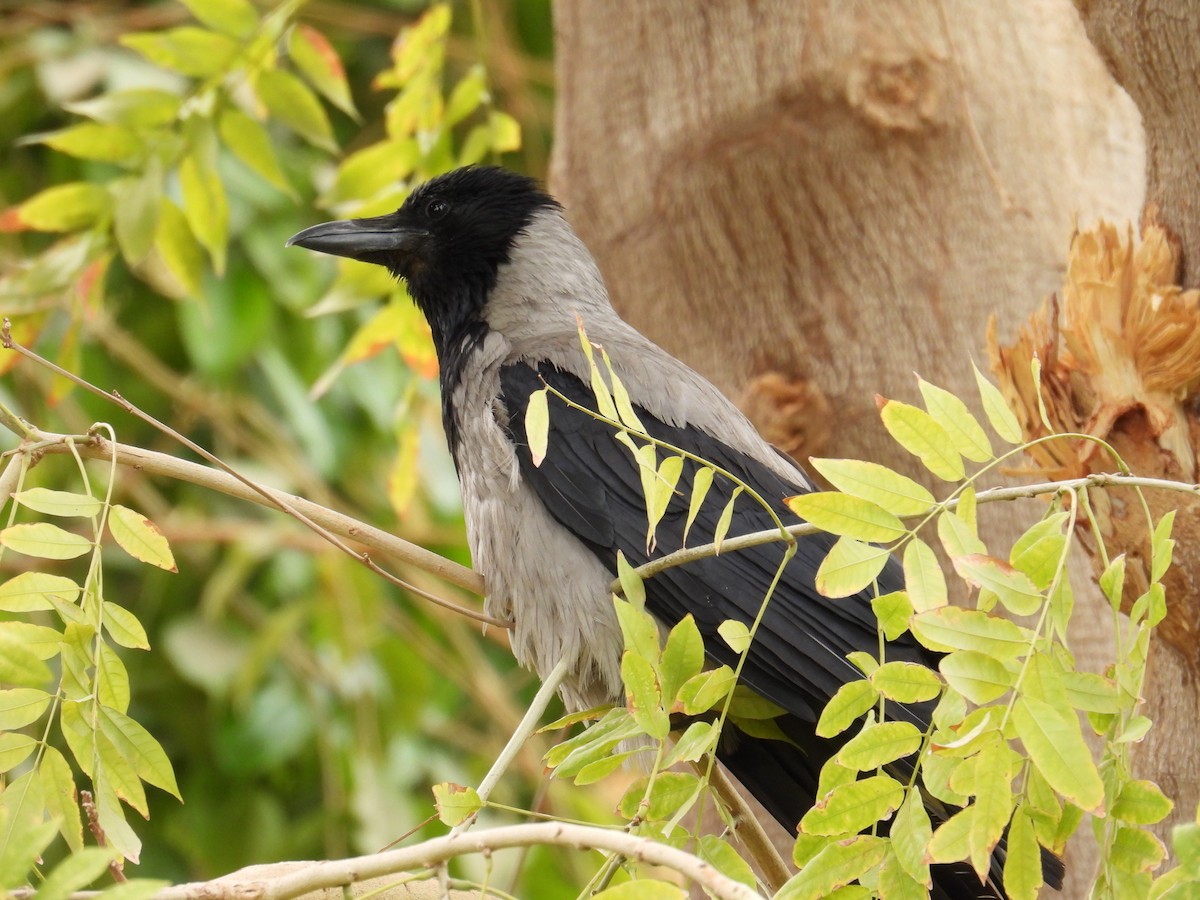 Hooded Crow - ML639569655