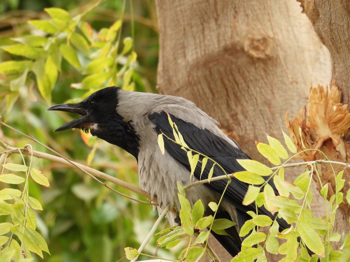 Hooded Crow - ML639569656