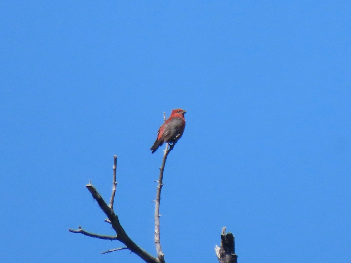 Pine Grosbeak - ML639569737