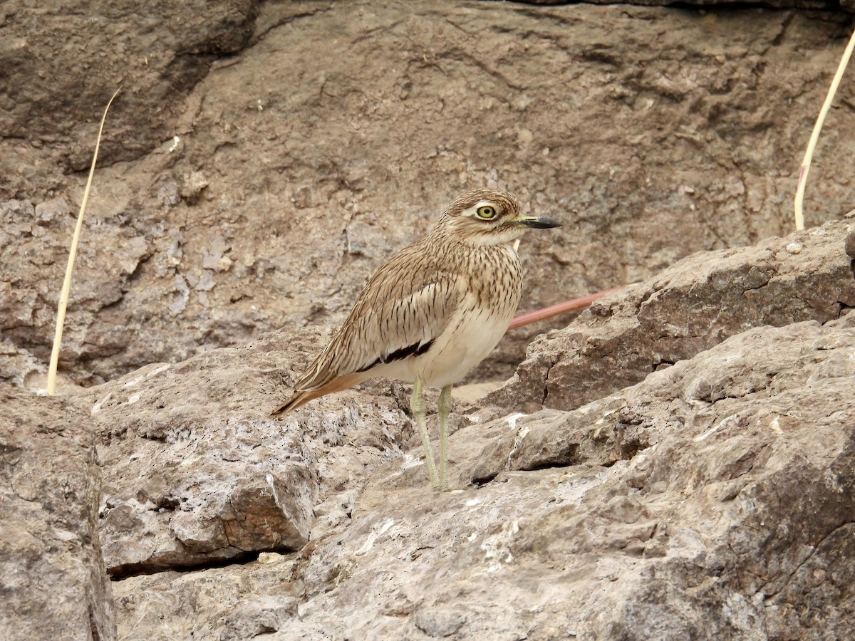 Senegal Thick-knee - ML639569847