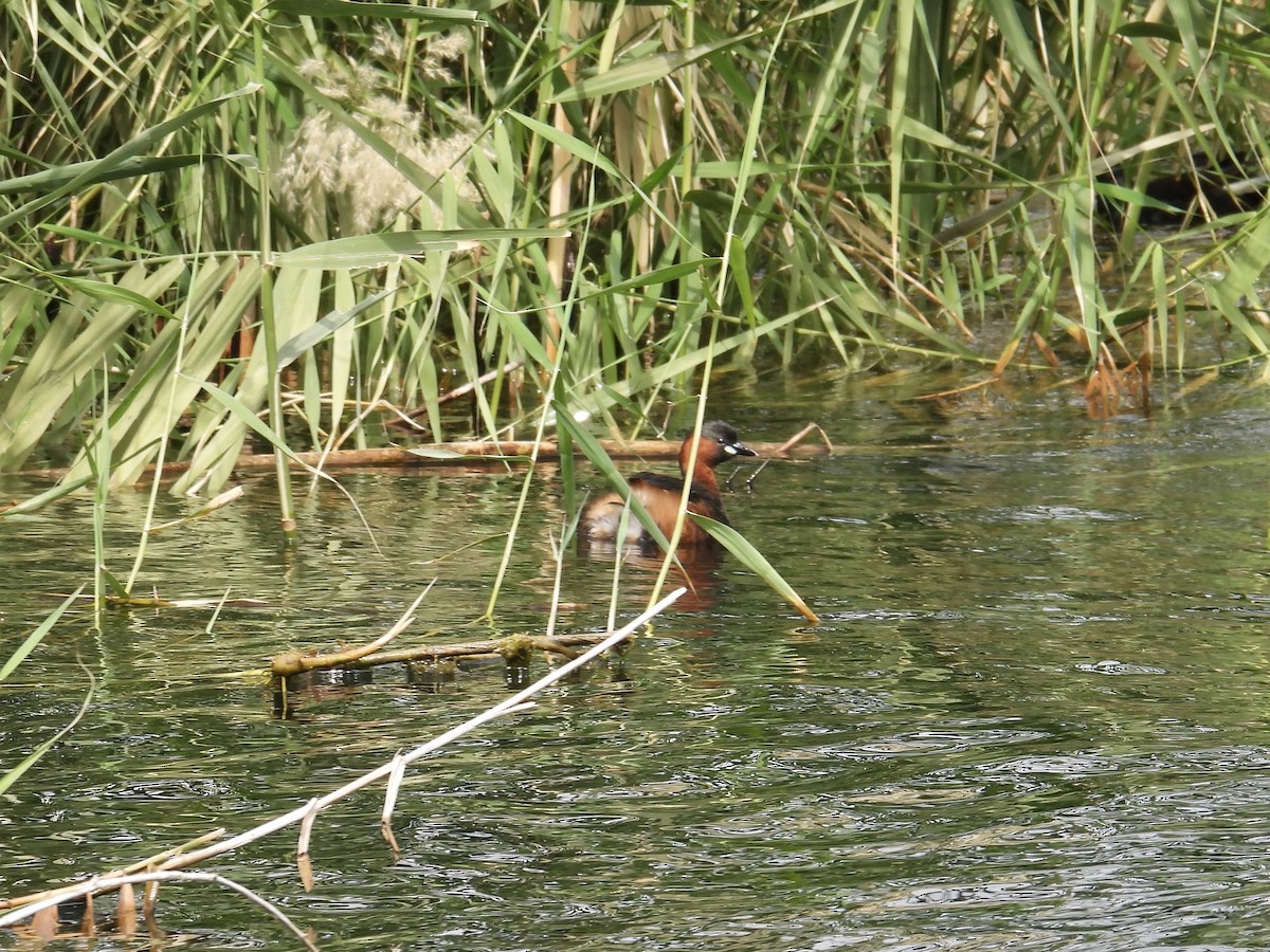 Little Grebe - ML639569853