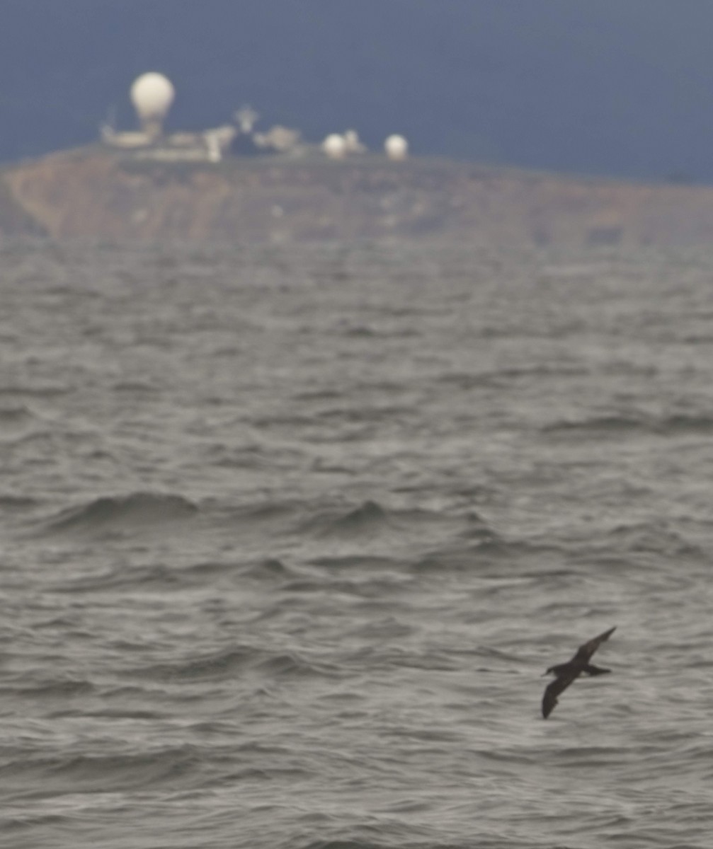Manx Shearwater - ML639569867