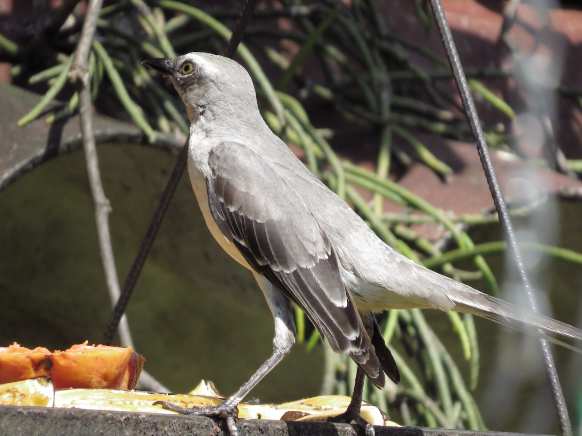 Tropical Mockingbird - ML639569937