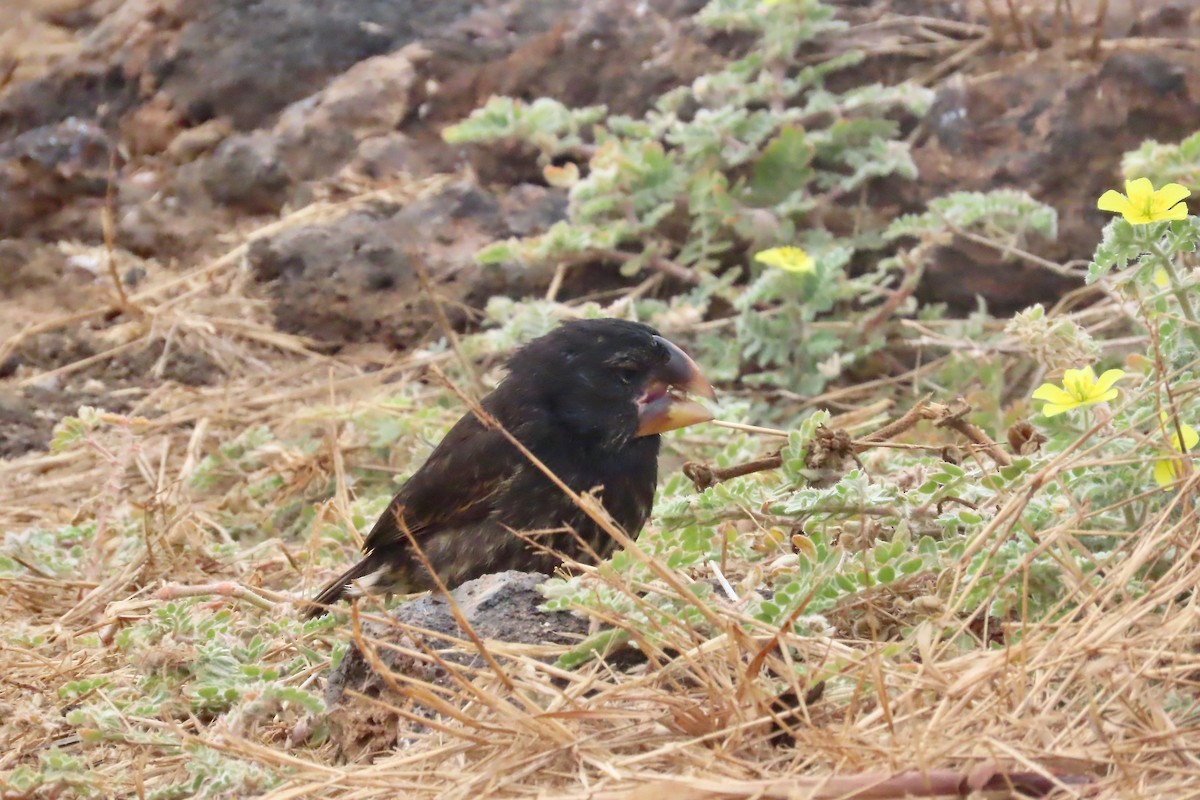 storjordspurv - ML639569970