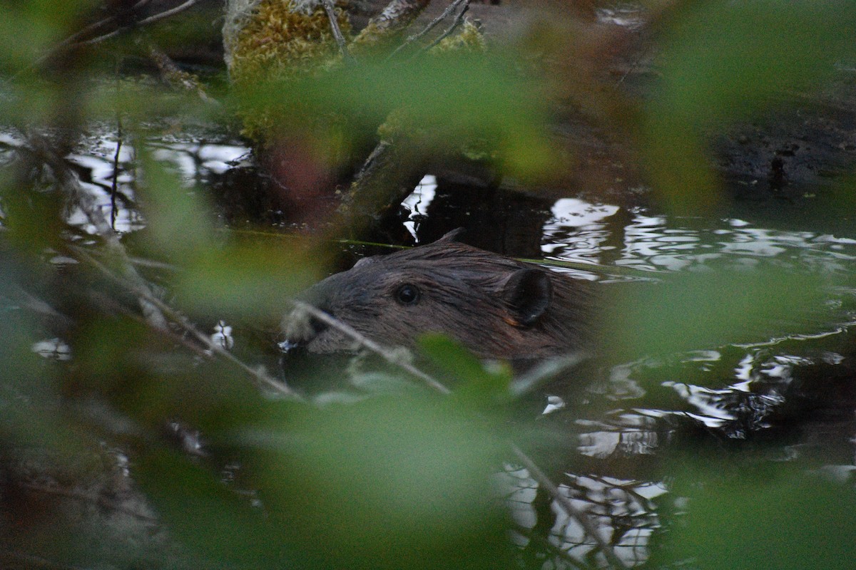 American Beaver - ML639570065