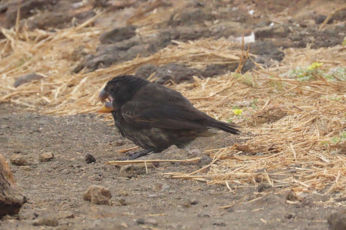 storjordspurv - ML639570074