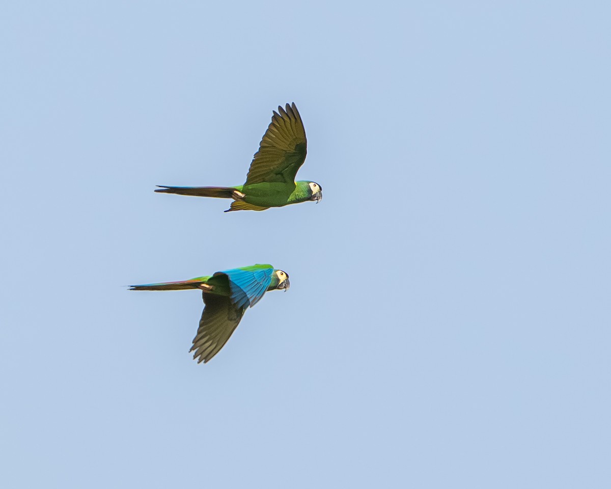 Yellow-collared Macaw - ML639570110