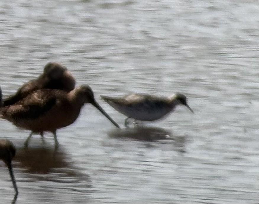 Red-necked Phalarope - ML639570131