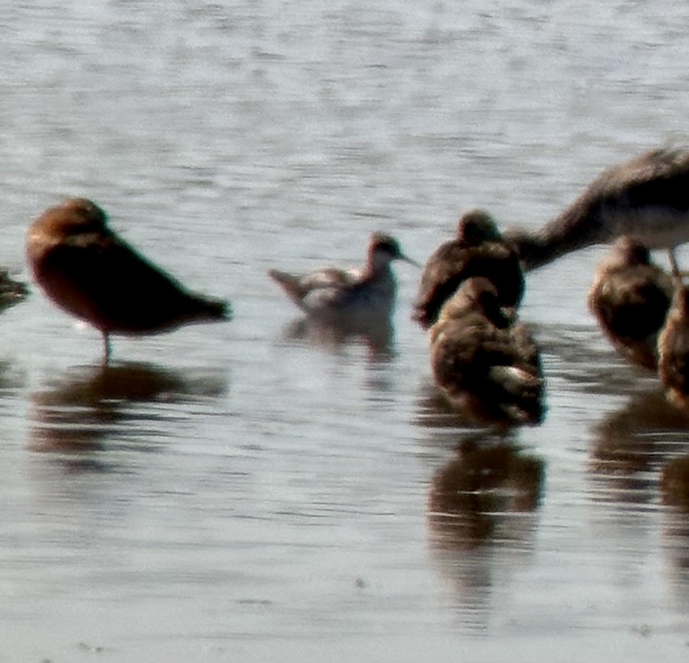 Red-necked Phalarope - ML639570137