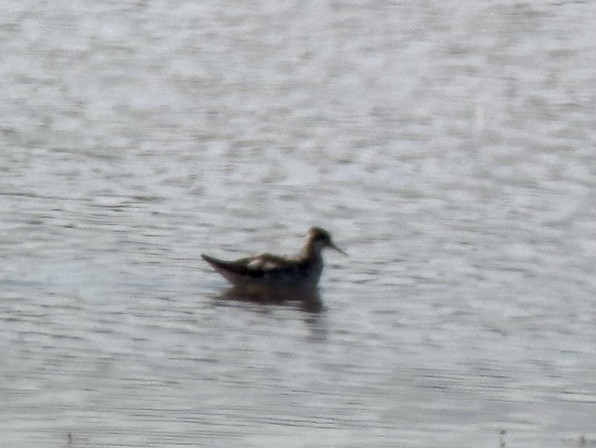 Red-necked Phalarope - ML639570141