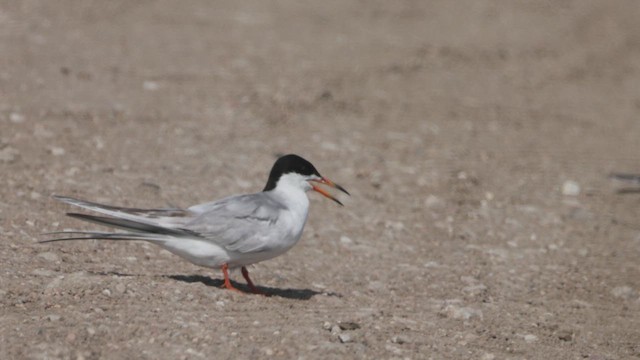 שחפית שחורת-אוזן - ML639570168
