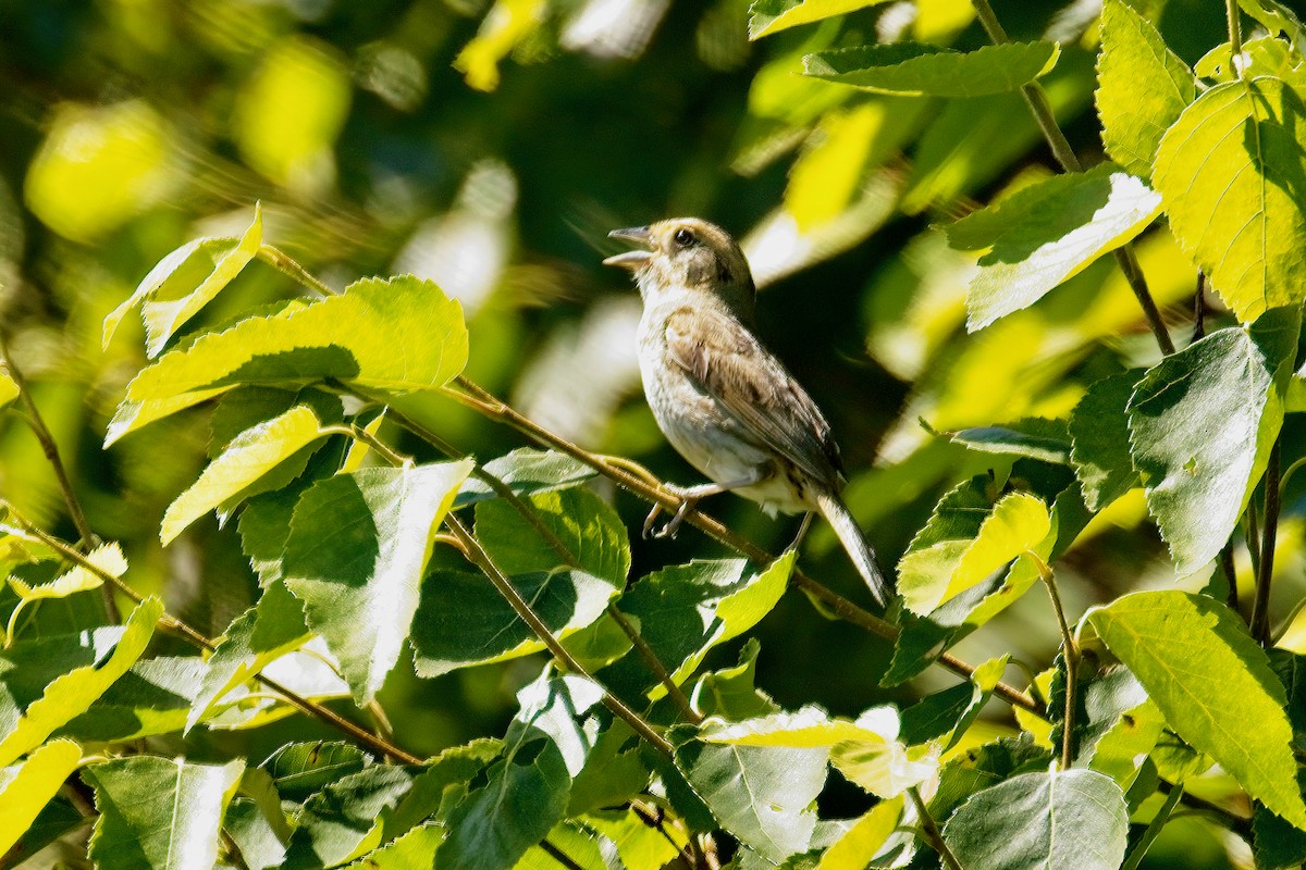 Nelson's Sparrow - ML639570191