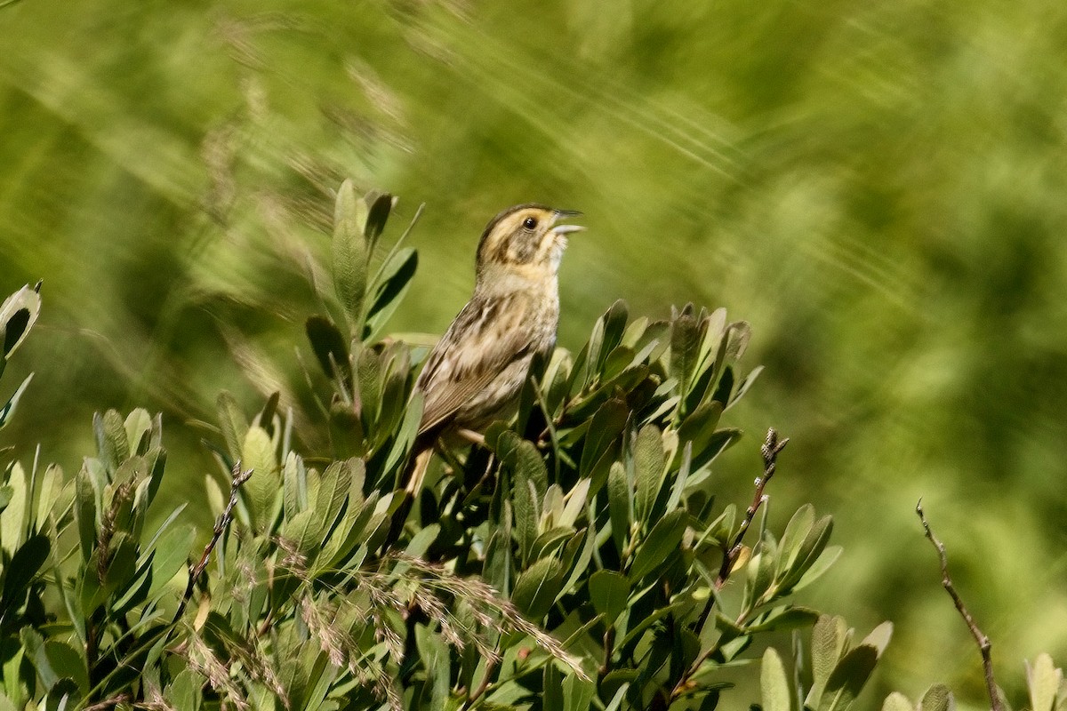 Nelson's Sparrow - ML639570192