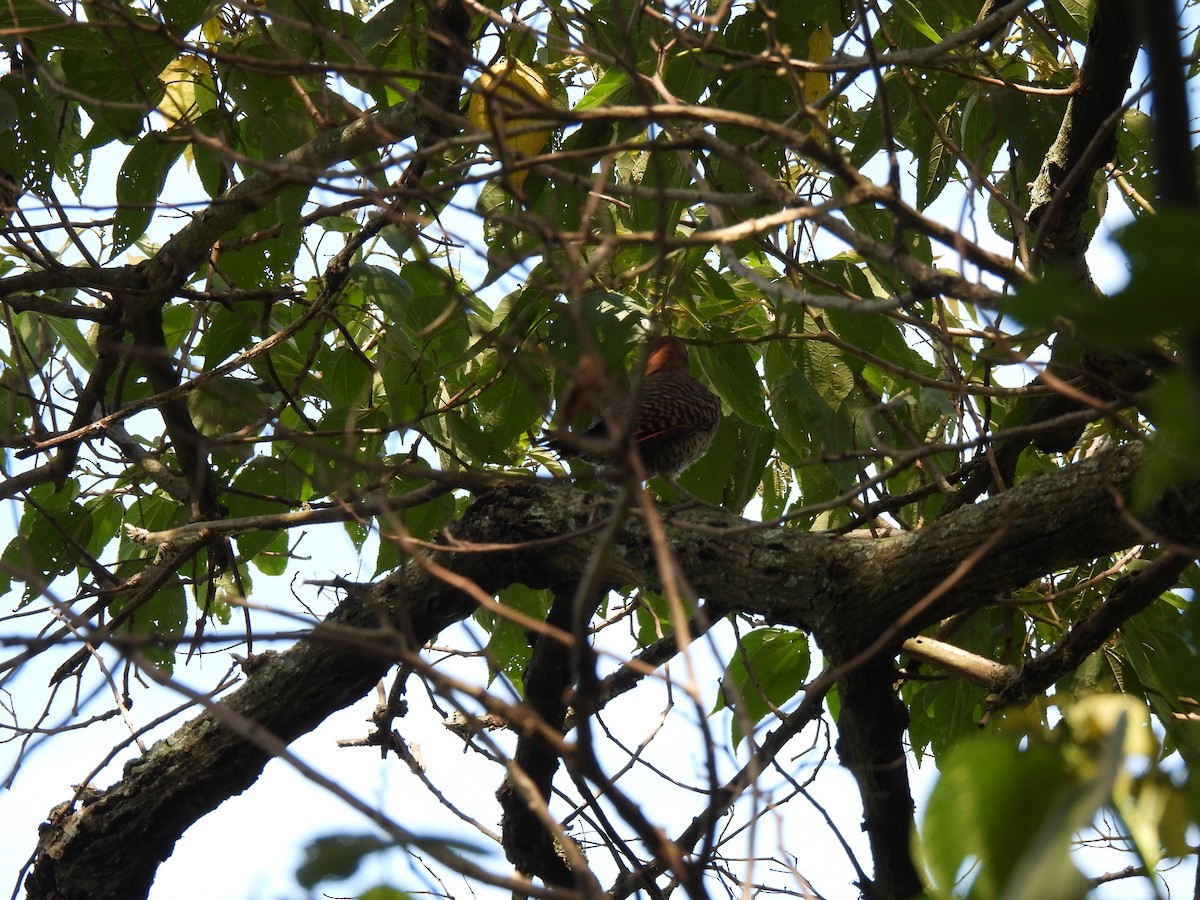 Guatemalan Flicker - ML639570225