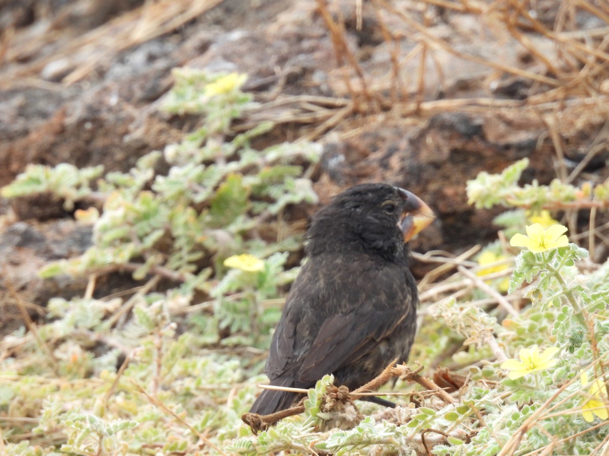 storjordspurv - ML639570229