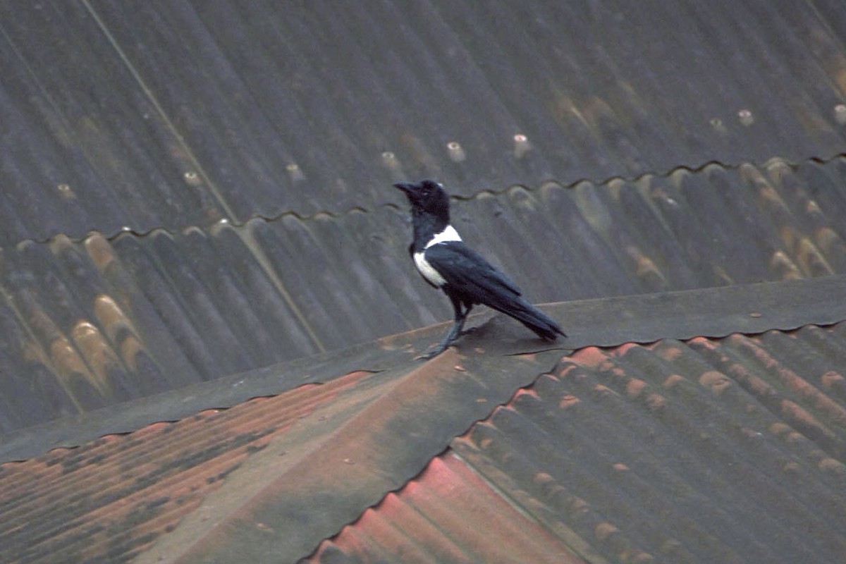 עורב עקוד - ML639570248