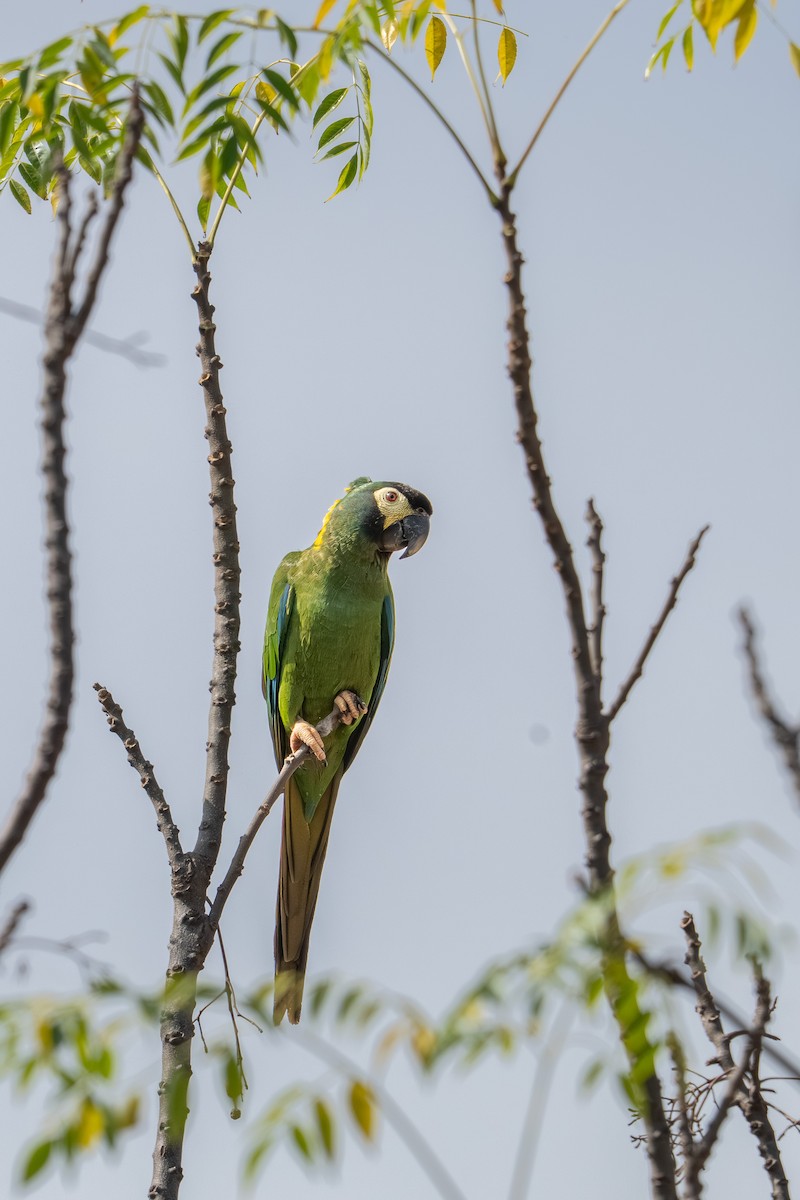 Yellow-collared Macaw - ML639570259