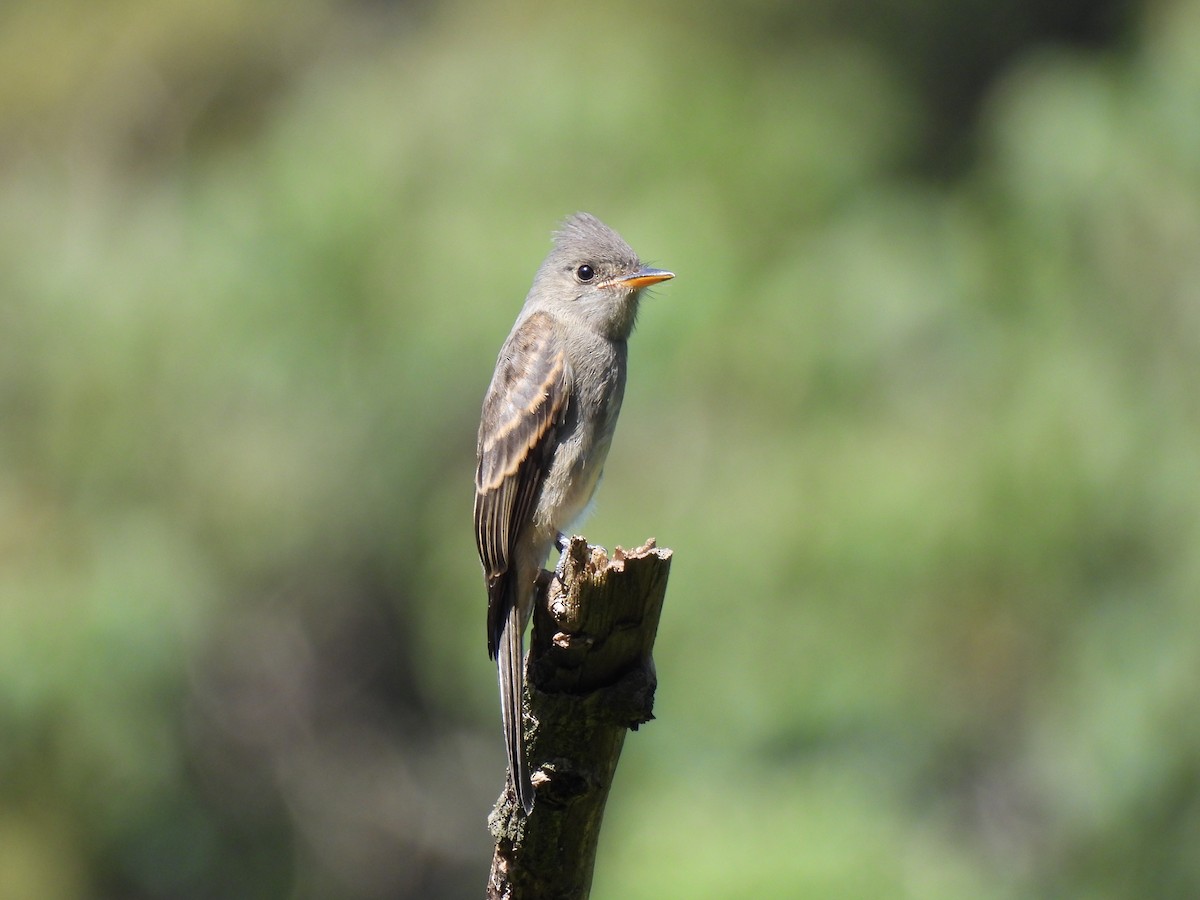 Greater Pewee - ML639570327