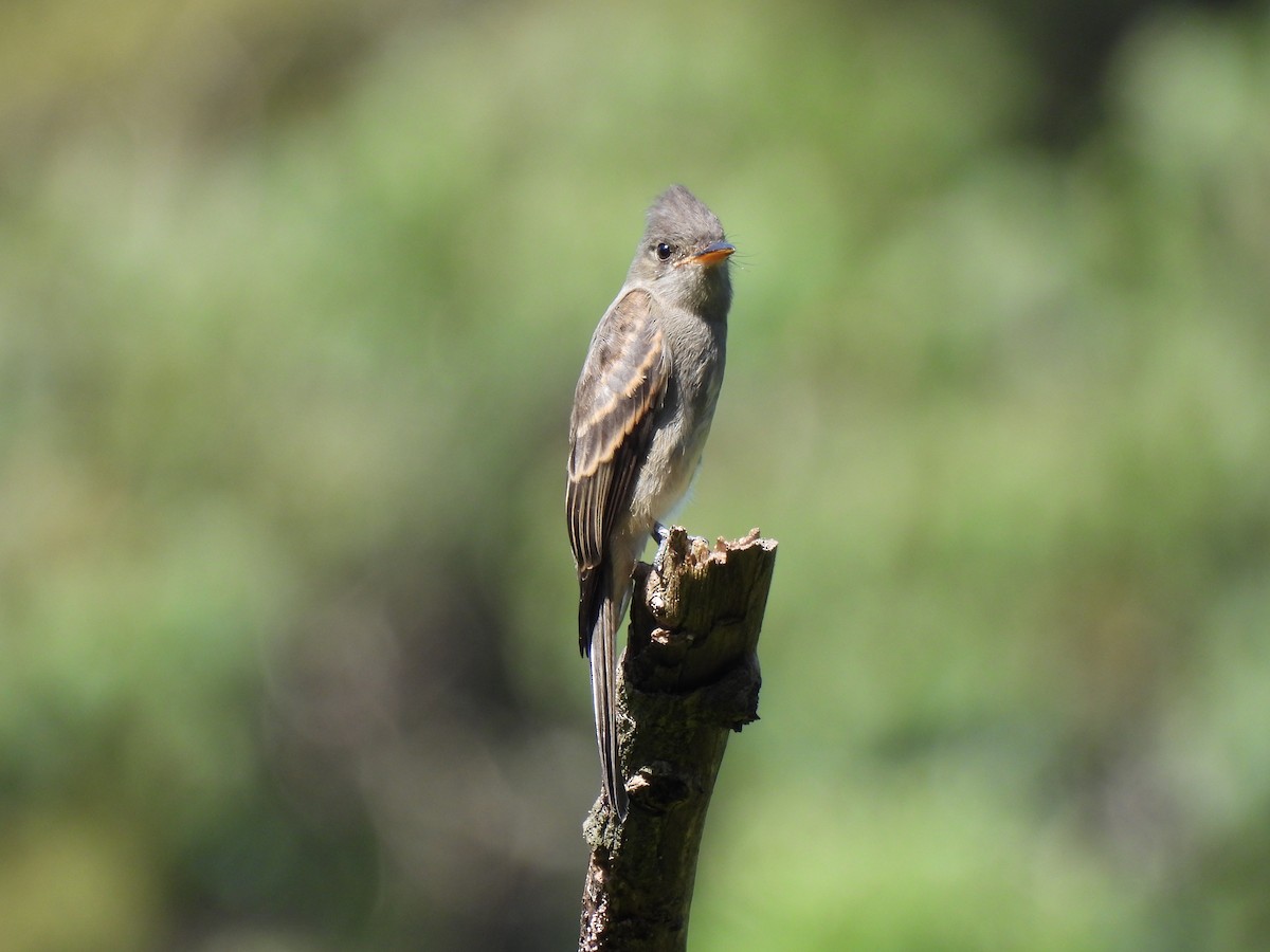 Greater Pewee - ML639570328