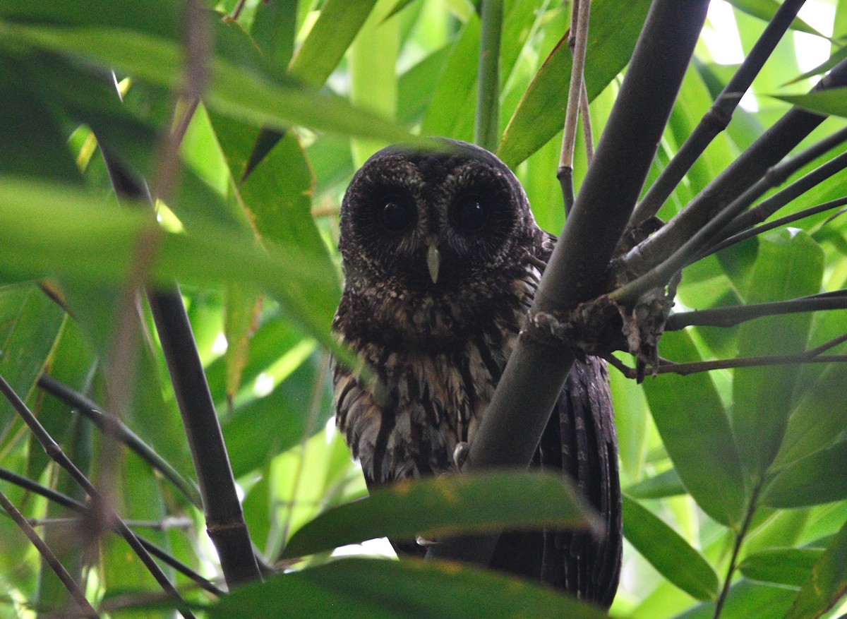 Mottled Owl - ML639570339
