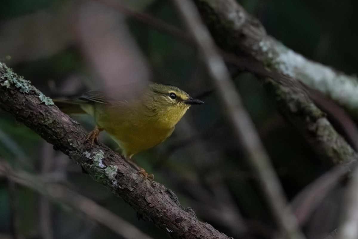 Two-banded Warbler - ML639570431