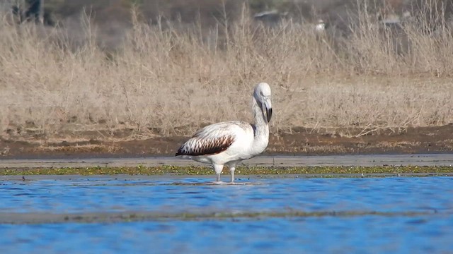 Chilean Flamingo - ML639570480