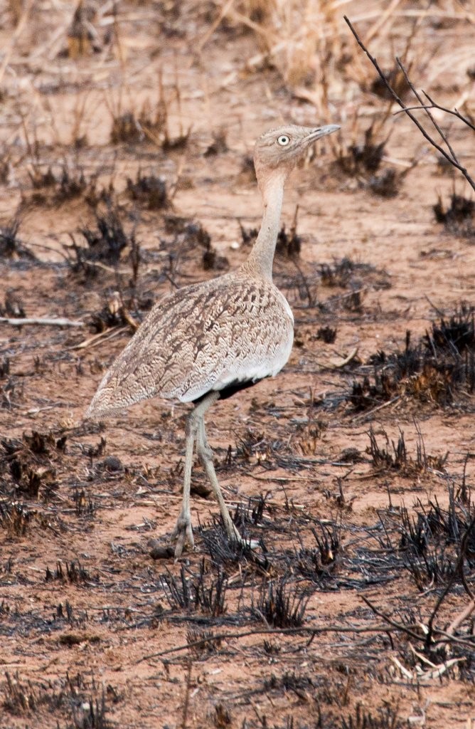 Buff-crested Bustard - ML63957051