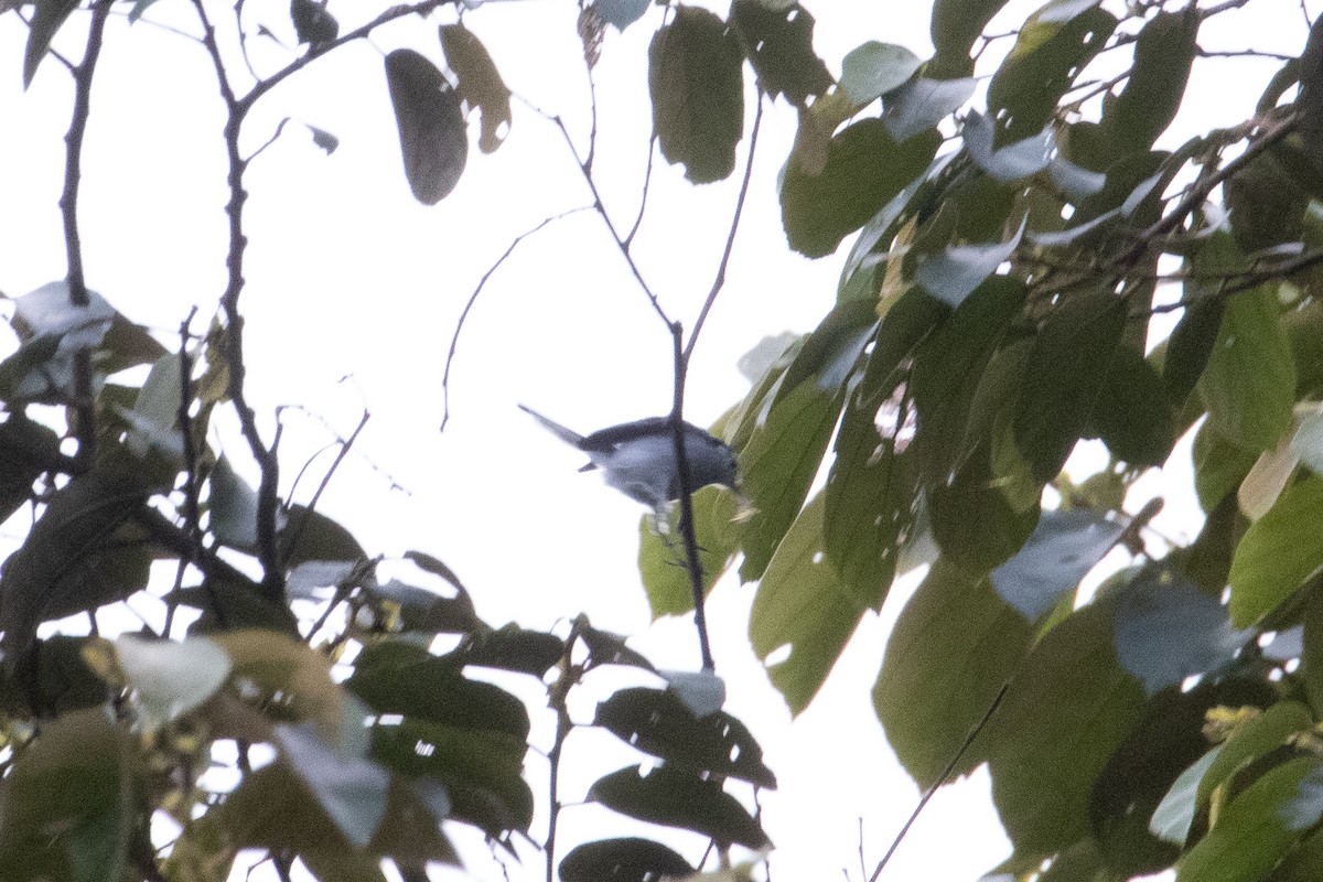 White-browed Gnatcatcher - ML639570536