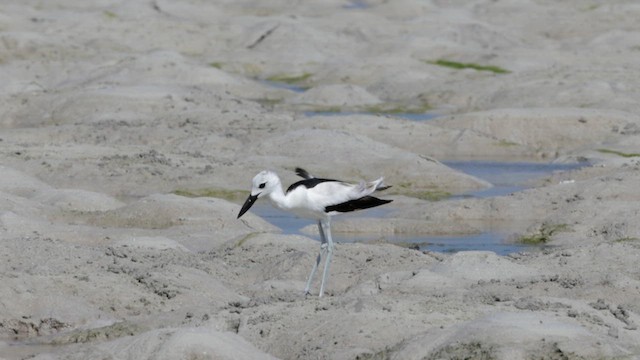 カニチドリ - ML639570548