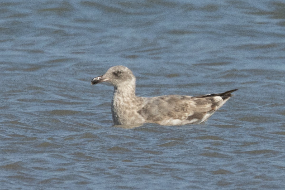 Western Gull - ML639570551