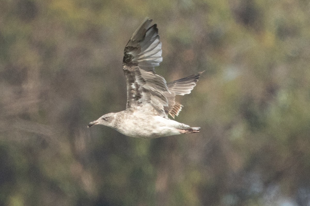 Western Gull - ML639570552