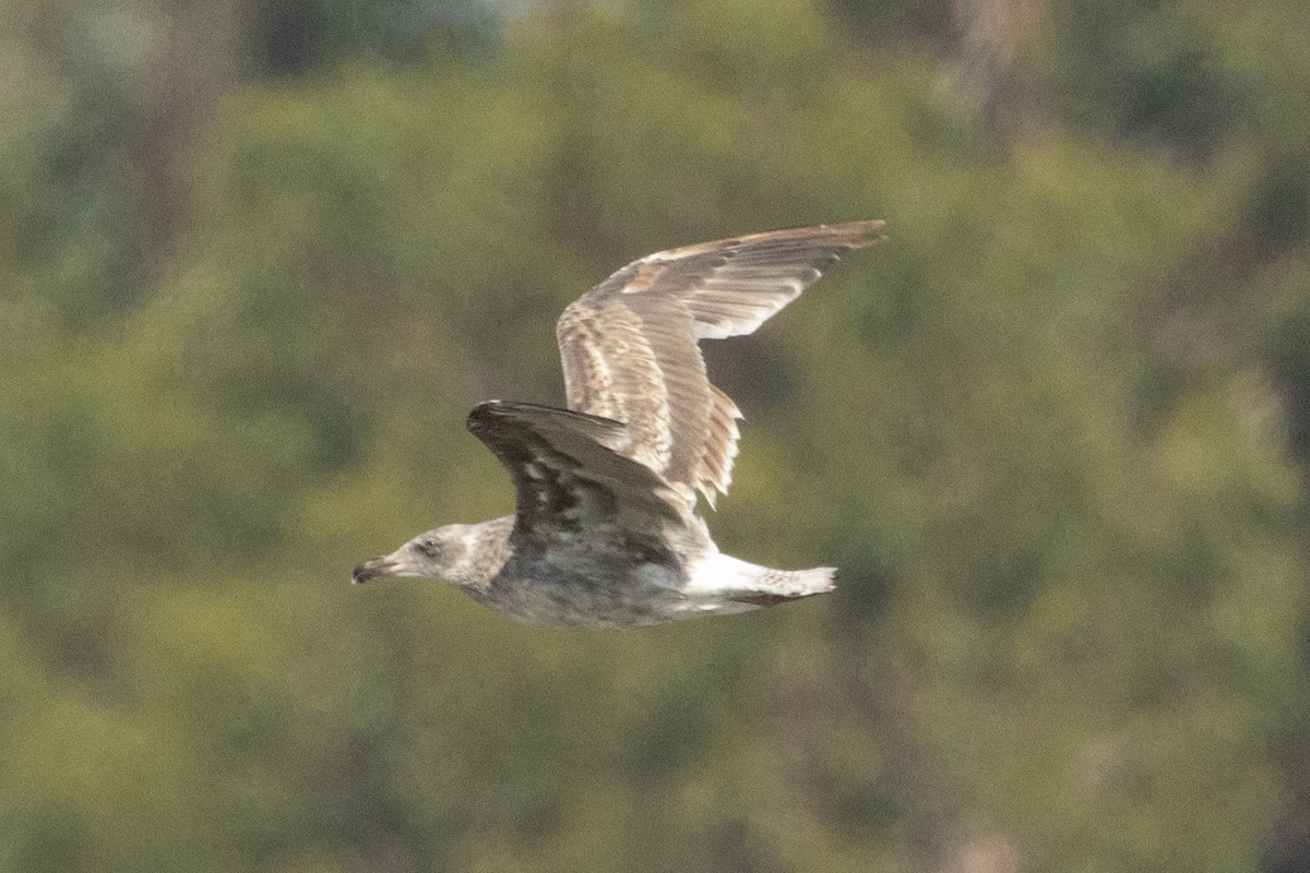 Western Gull - ML639570553