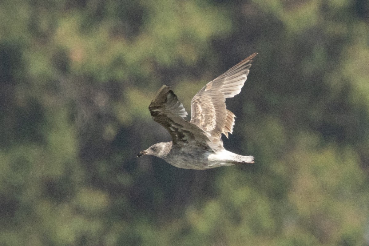 Western Gull - ML639570554