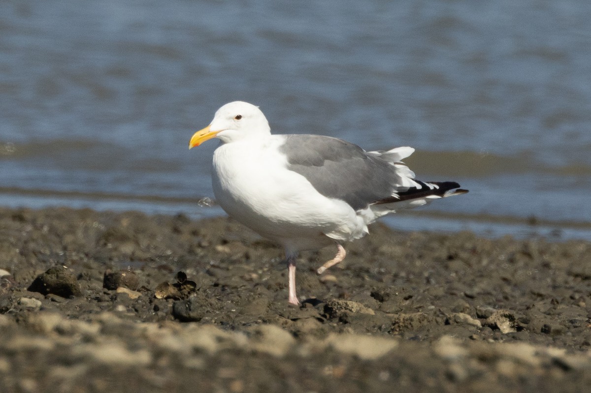 Western Gull - ML639570555