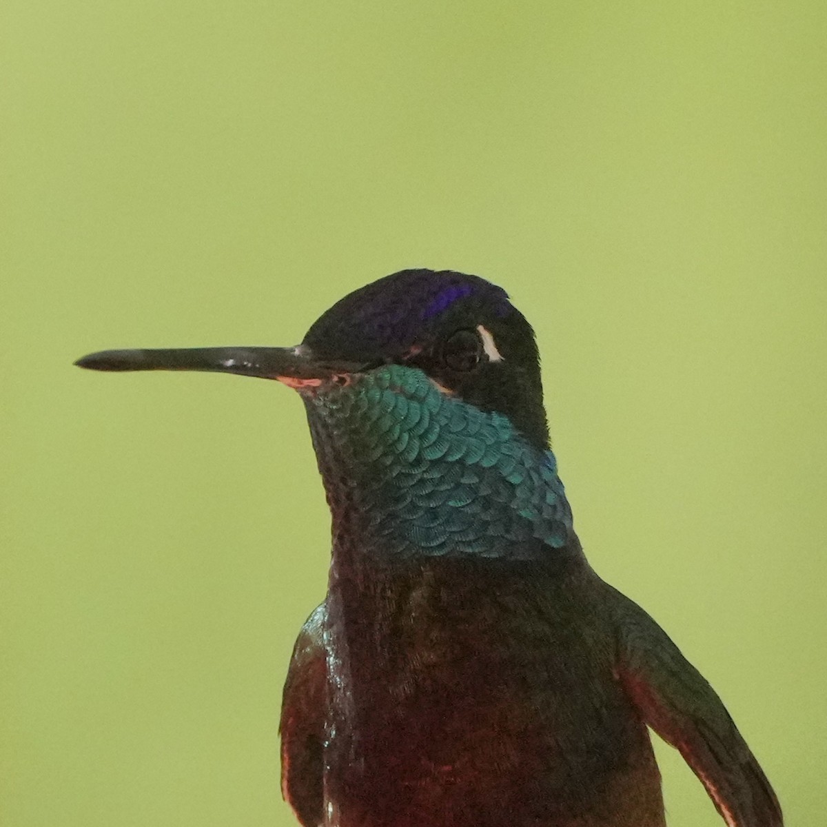 Rivoli's Hummingbird - ML639570637
