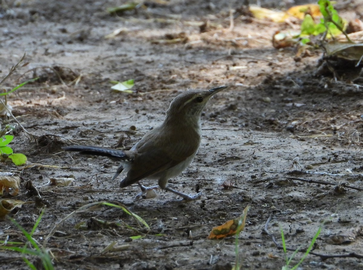 Bewick's Wren - ML639570644