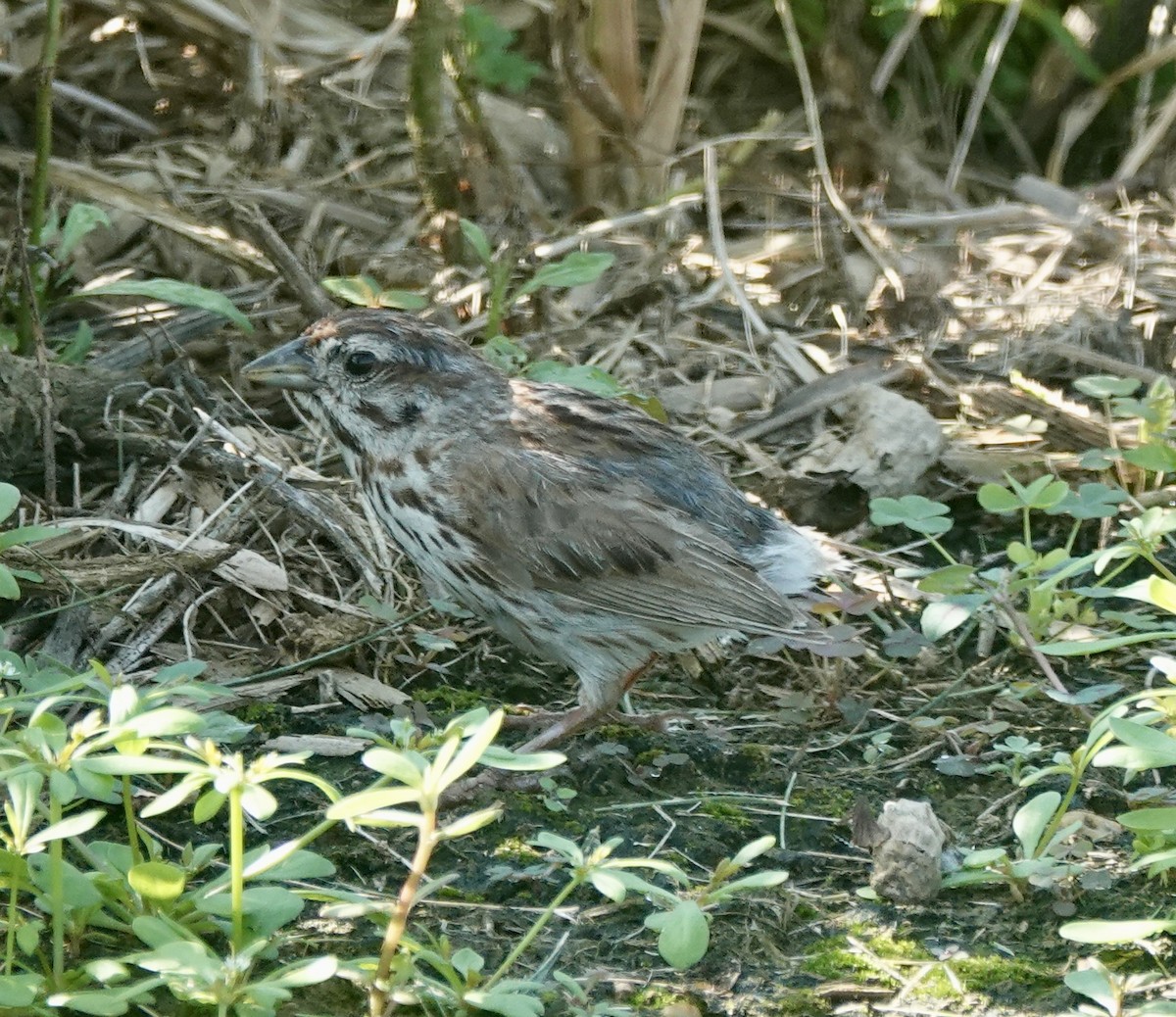 Song Sparrow - ML639570705