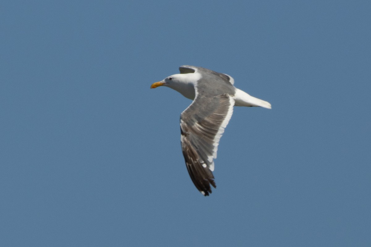 Western Gull - ML639570725