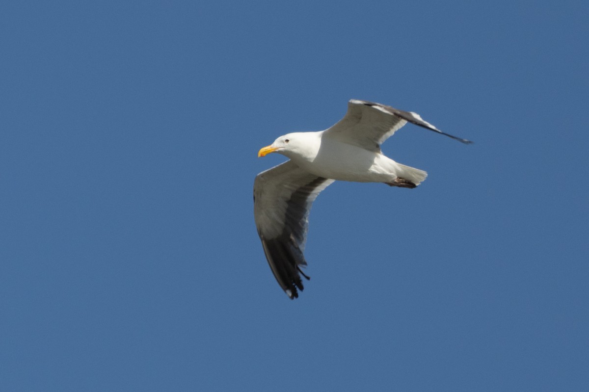Western Gull - ML639570726